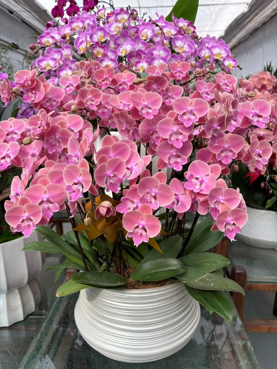 Vanda Bloomings