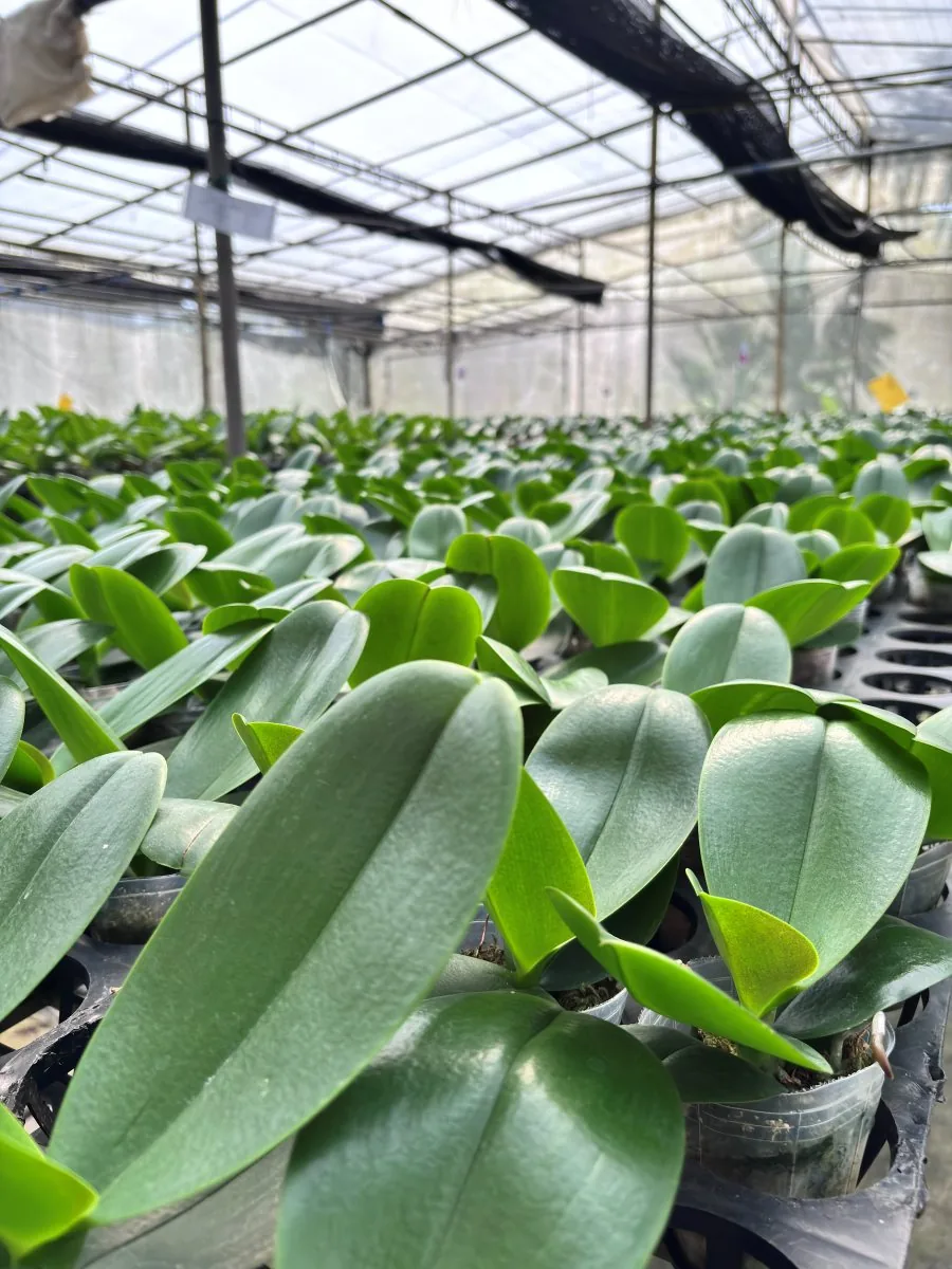 Healthy orchid foliage in nursery pots