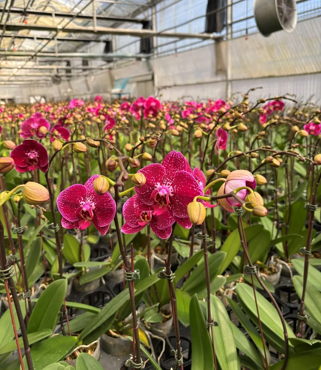 Magenta orchids growing under greenhouse cover