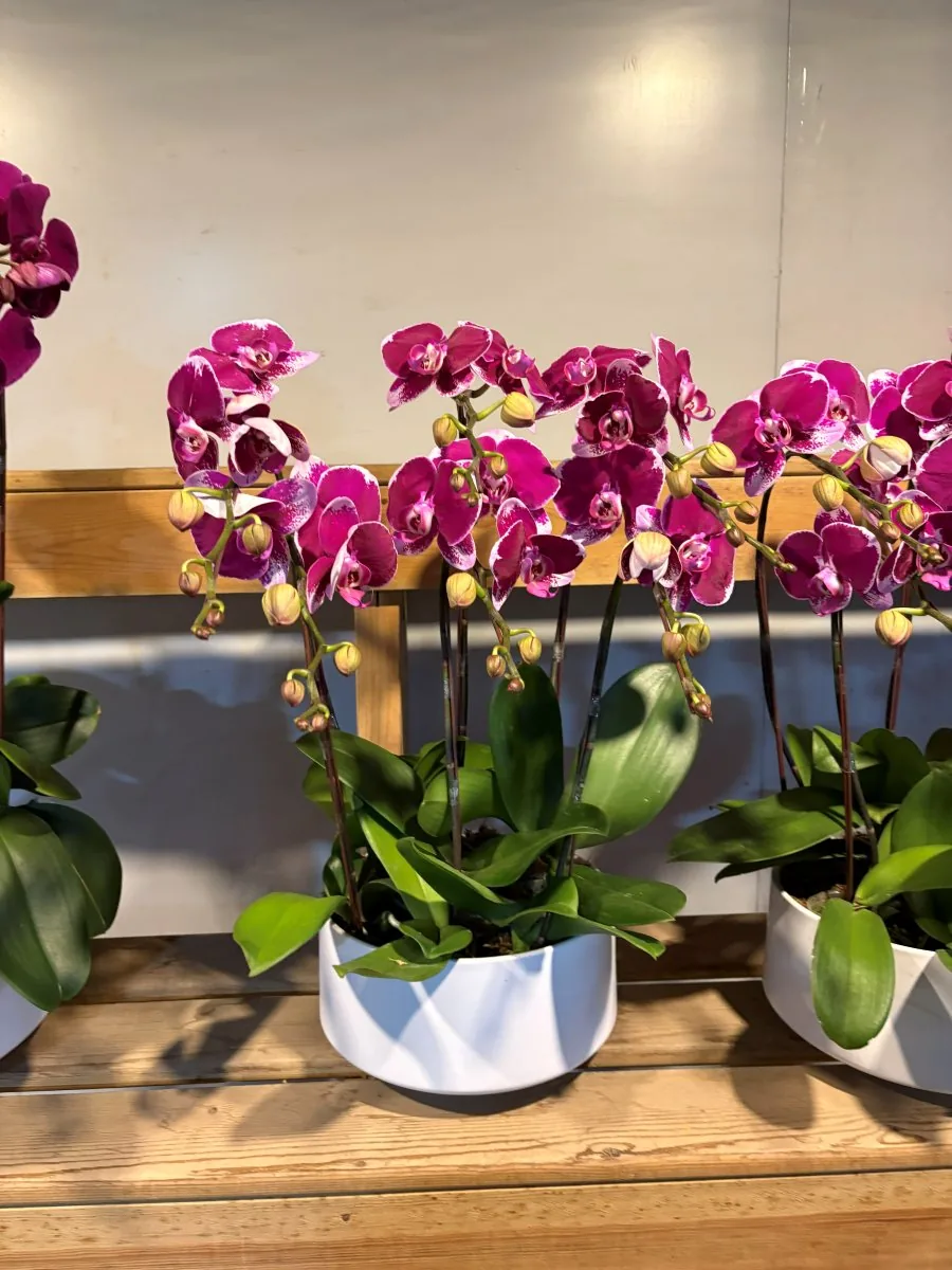 Magenta Phalaenopsis orchid arrangement