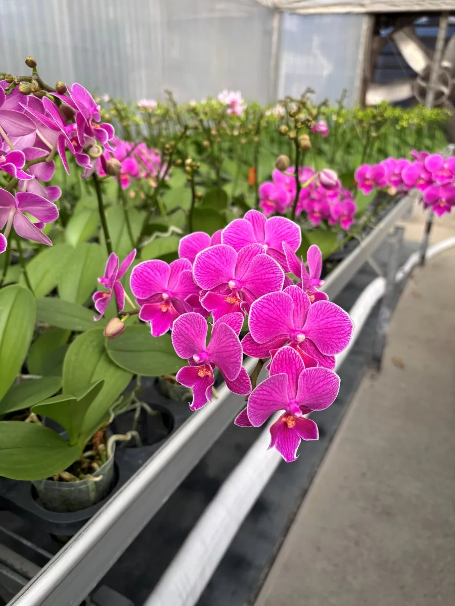 Rows of orchids inside the Rynco greenhouse
