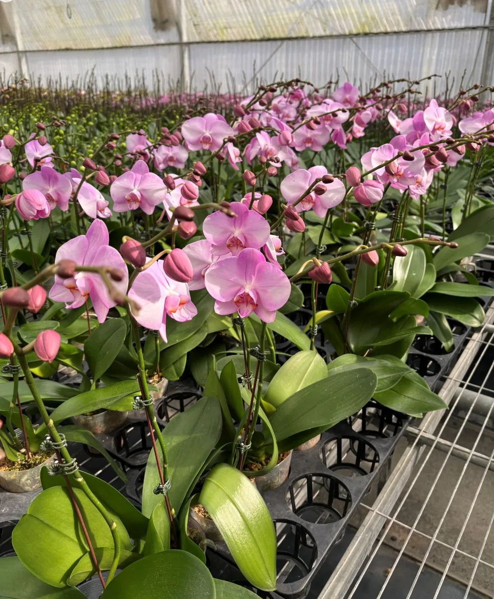 Rows of orchids in the Rynco nursery