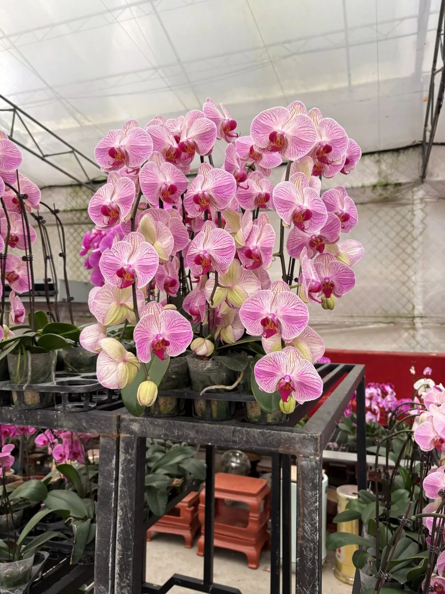 Greenhouse-grown Phalaenopsis orchids