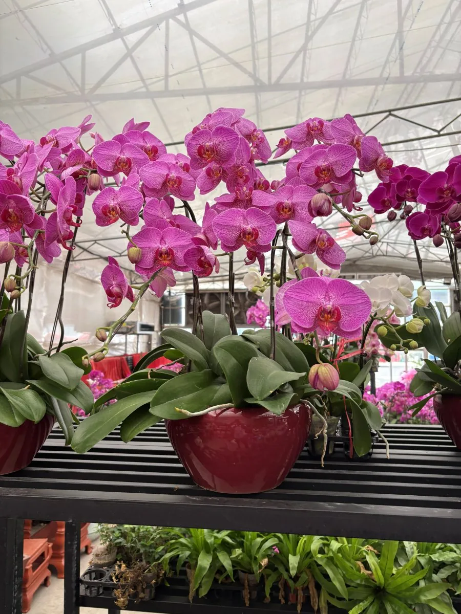 Orchid arrangements ready for dispatch